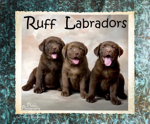 Labrador Puppies For Sale in California