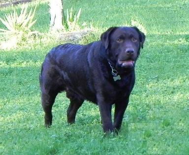 Our available stud, Moose at 2 and 1/2 years old