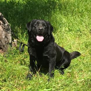 Our available stud, Chubber